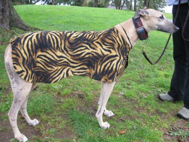 Tiger coat is  too small for Wells, but it does look good on a fawn dog!